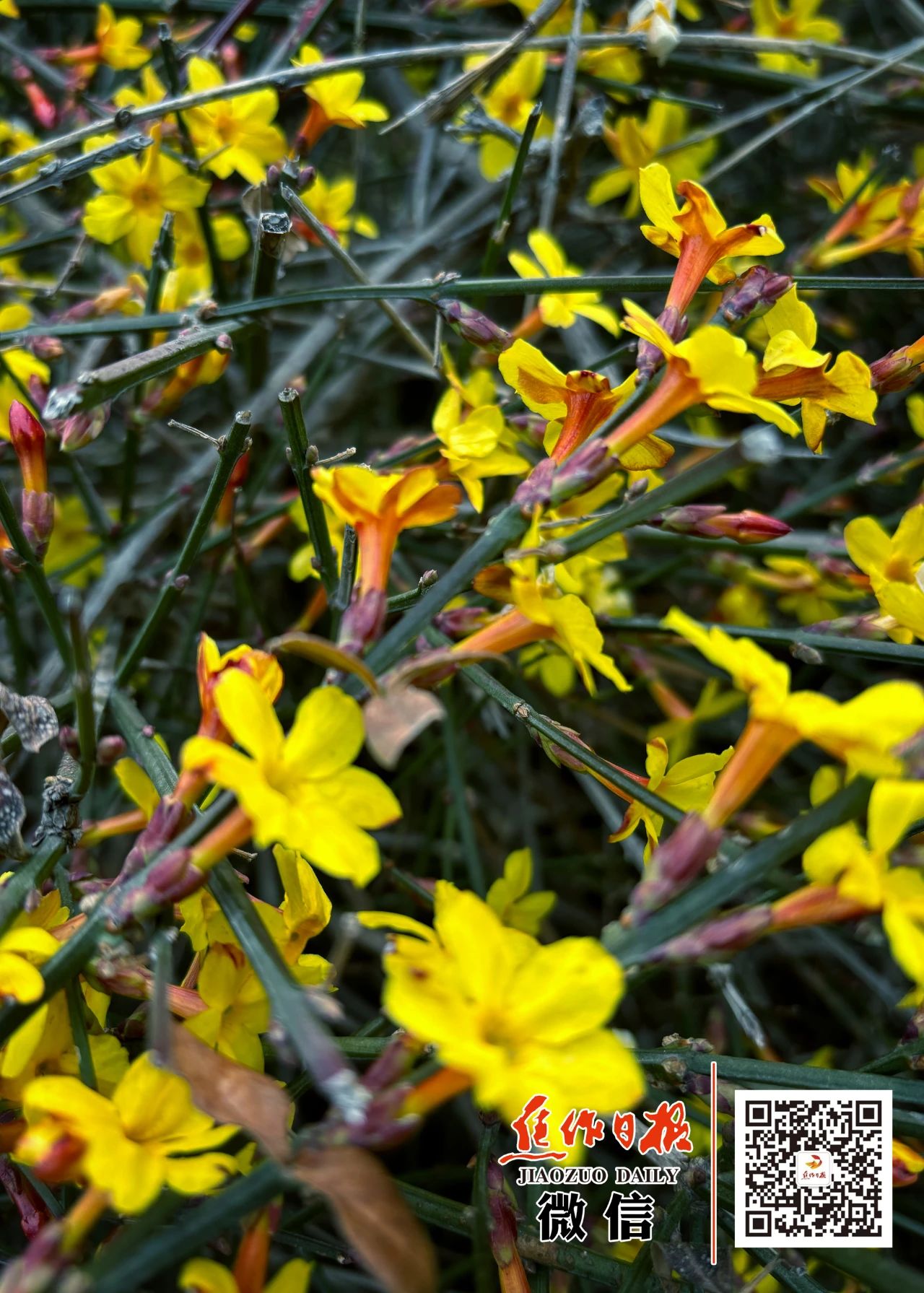 微信图片_20250224092254.jpg 微信图片_20250224092254.jpg