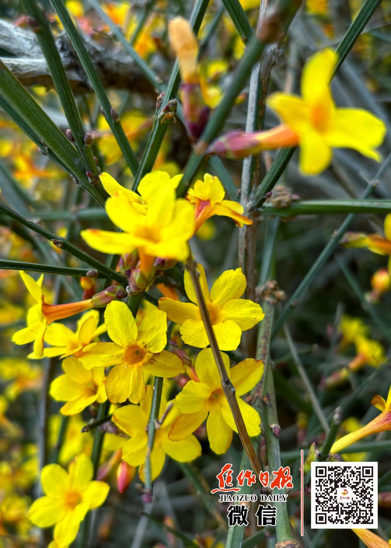 微信图片_20250224092257.jpg 微信图片_20250224092257.jpg