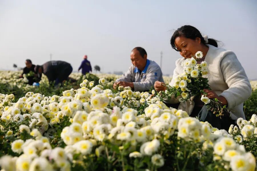 武陟：怀药丰收“钱”景广